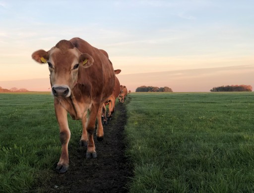 Het Jersey-pad