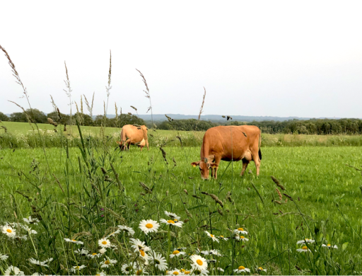 Natuurinclusief: abstract of steeds concreter?